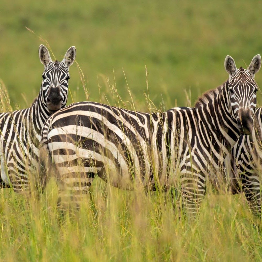 Discover Tanzania Africa’s highest mountain, Mount Kilimanjaro, rises from lush, grassy plains and towers over the land. Its snow-capped peak is a sight to behold. Climbing Kilimanjaro is surprisingly easy and standing on the roof of Africa is a life-changing experience.
