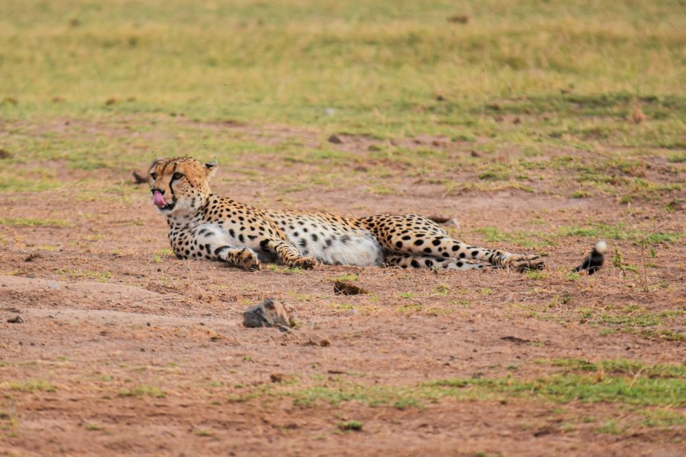 Unforgettable Safari Experiences Discover exclusive offers that bring you closer to nature. Book now and embark on a tailor-made adventure, where each deal promises the thrill of the wild, all at unbeatable value.